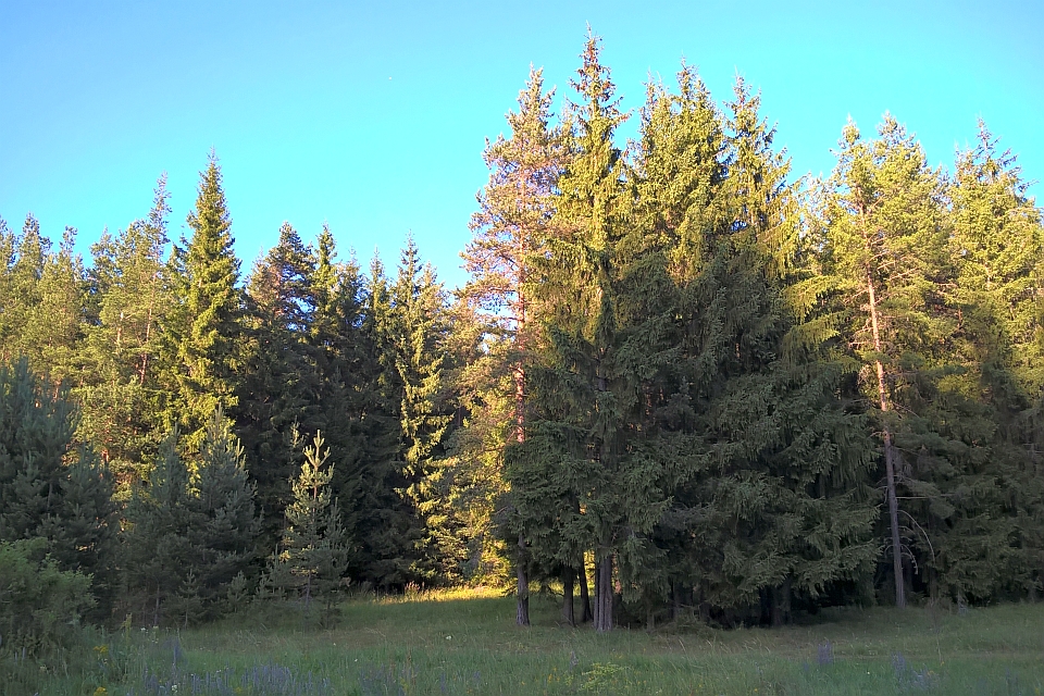 Tall Evergreen Trees