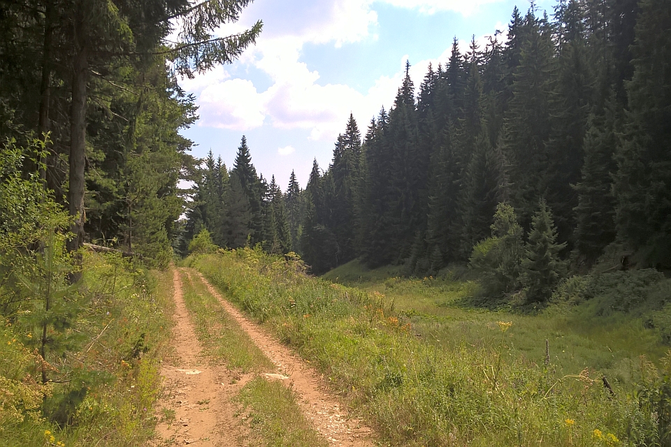 Dirt Road Through A Forest.