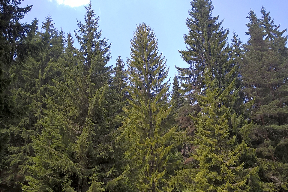 Tall Evergreen Trees
