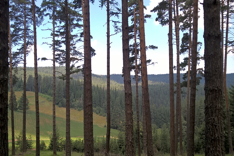 Tall Pine Trees In A Forest
