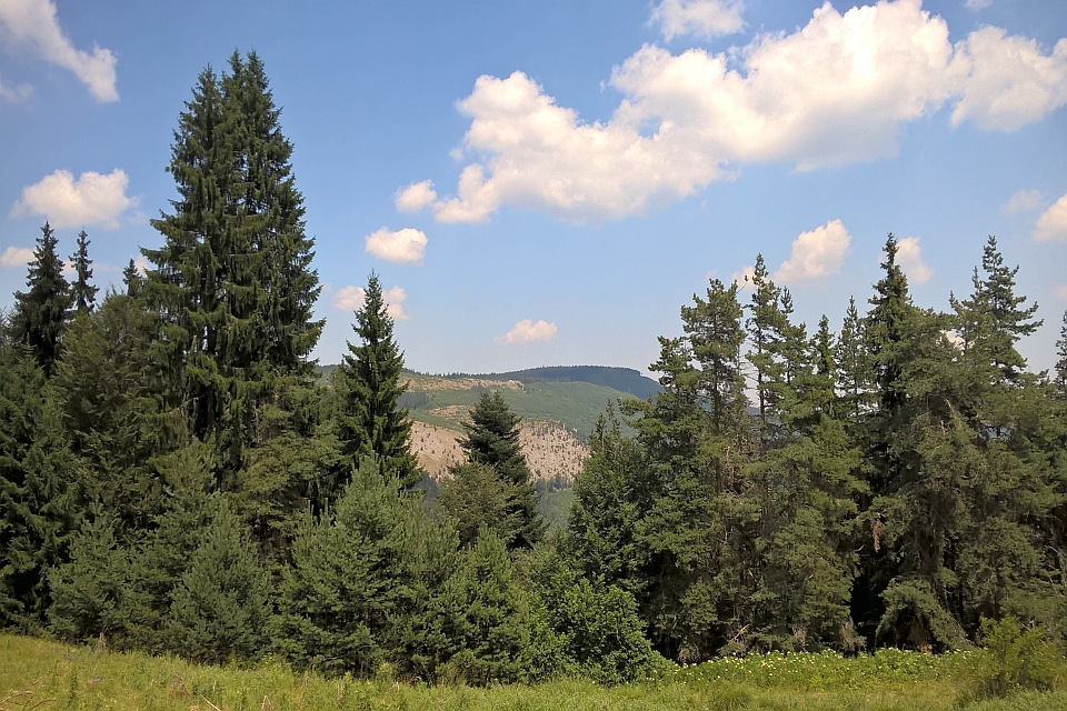 Sunny View Of A Mountainous Forest