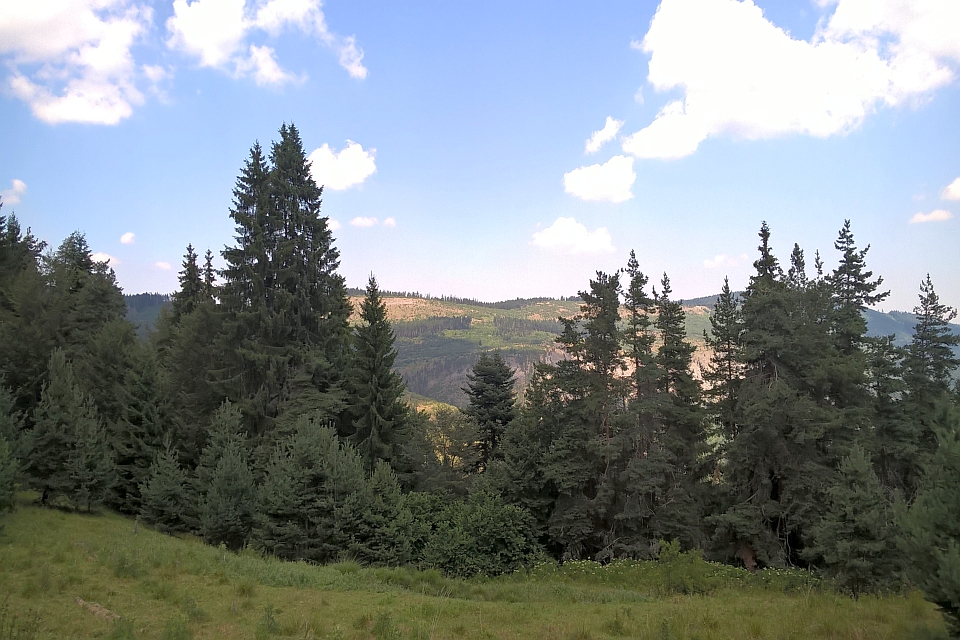 Sunny Day In A Coniferous Forest