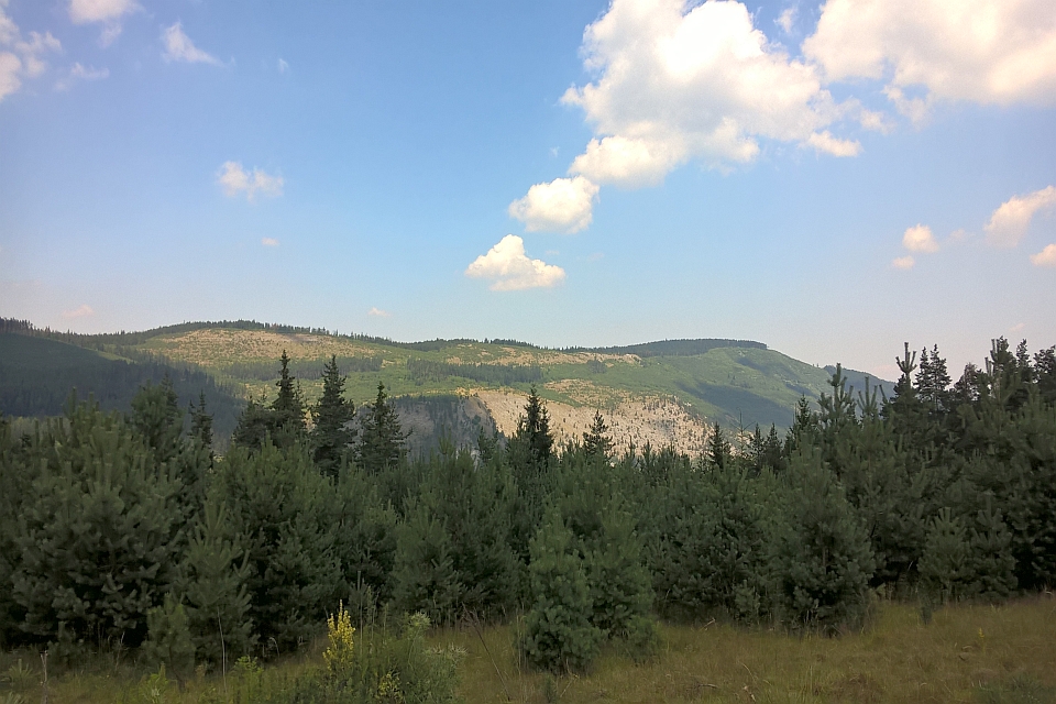 Lush Green Forest In The Foreground