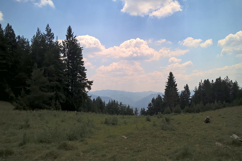 Mountain Meadow With Evergreen Trees