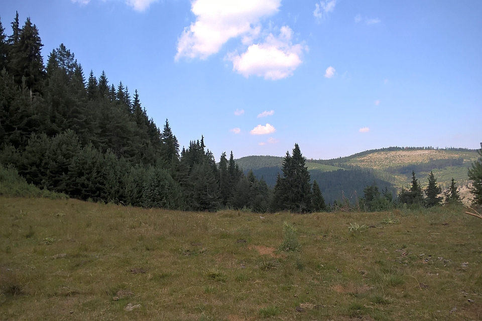 Grassy Clearing In A Mountain Forest