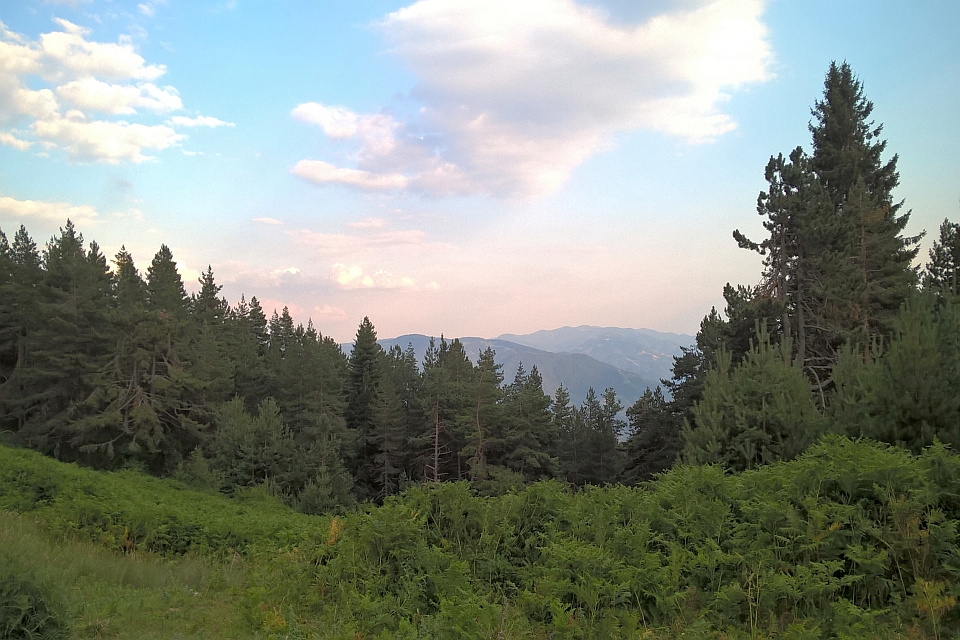 Mountain View Through Pine Trees