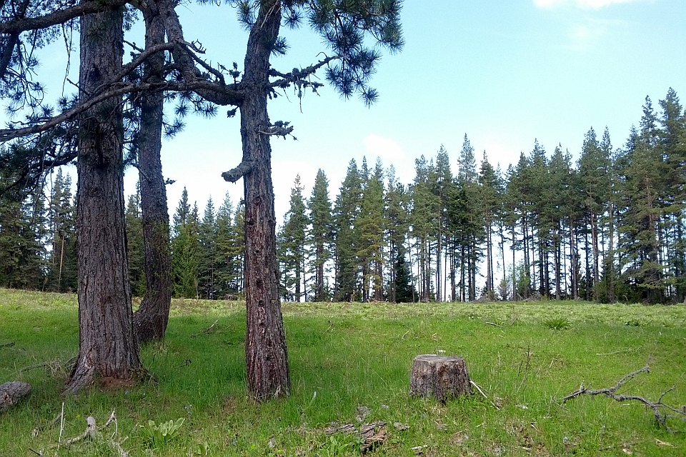 Grassy Clearing With Three Large Pine Trees