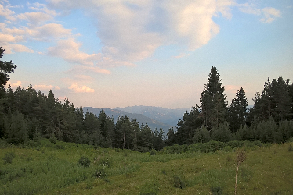 Mountain Meadow With Pine Trees