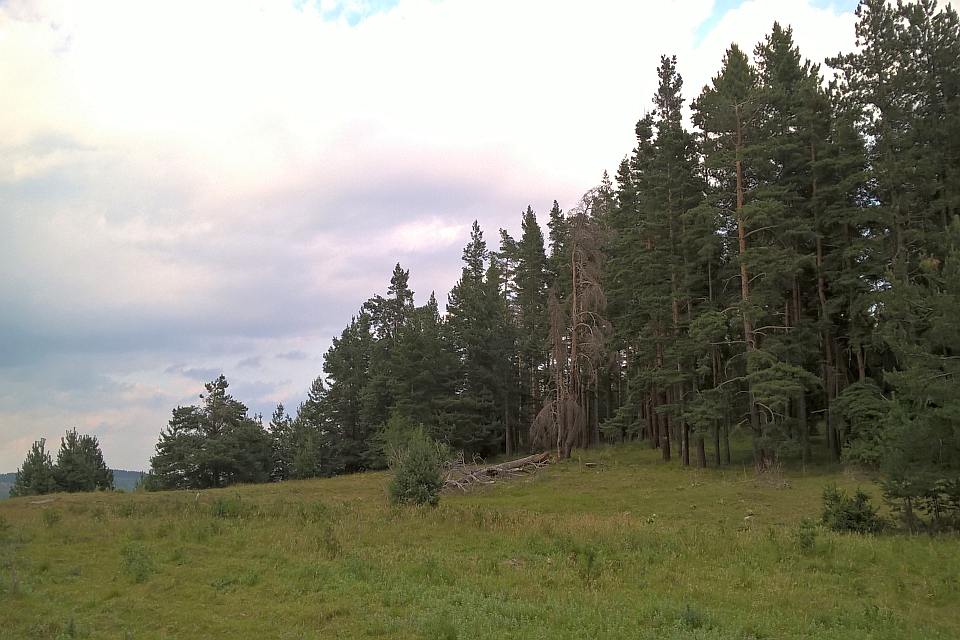 Stand Of Tall, Dark Green Pine Trees