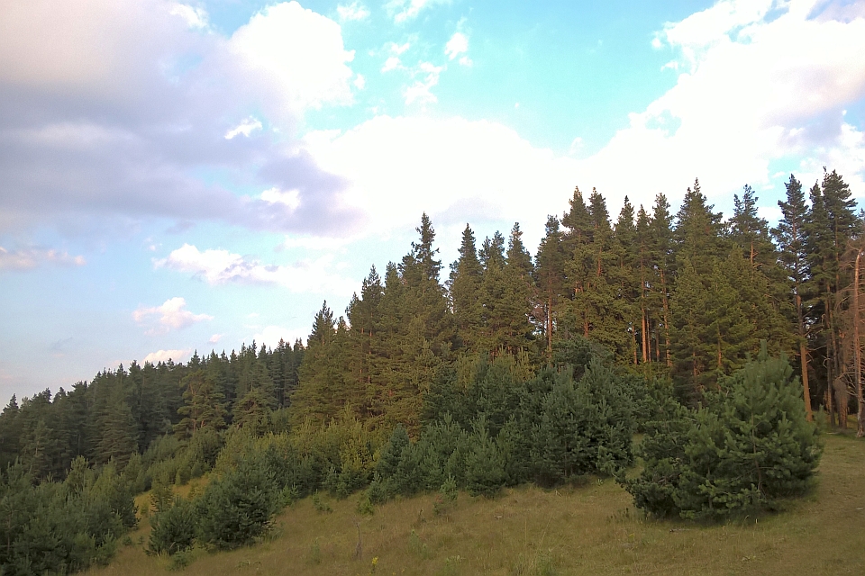 Hillside Covered With Pine Trees