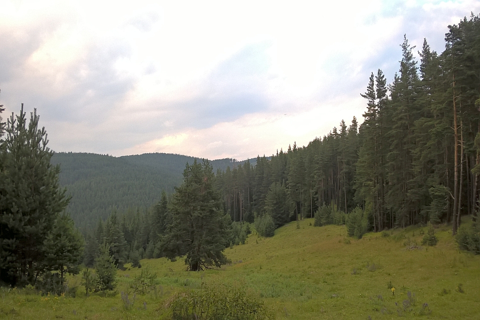 Grassy Clearing In A Coniferous Forest