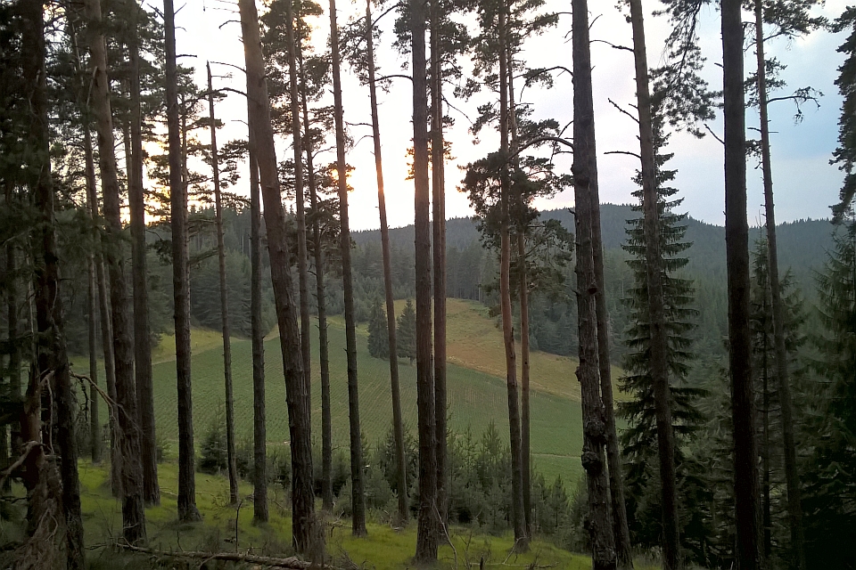 Sunset View Through Tall Pine Trees