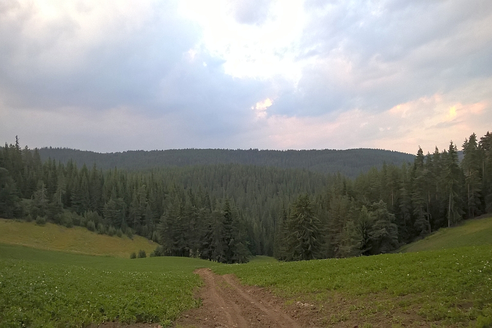 Dirt Road Leading To A Forest