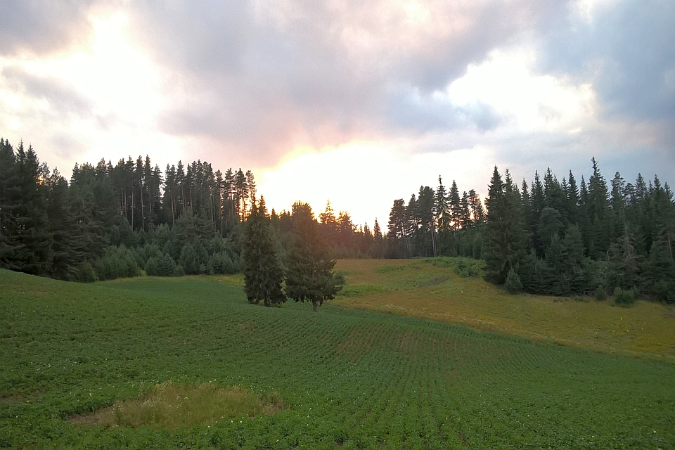 Dirt Road Leading To A Evergreen Forest