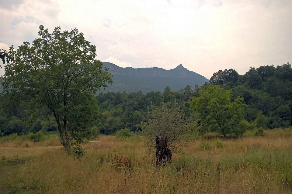 Grassy Field With A Few Trees