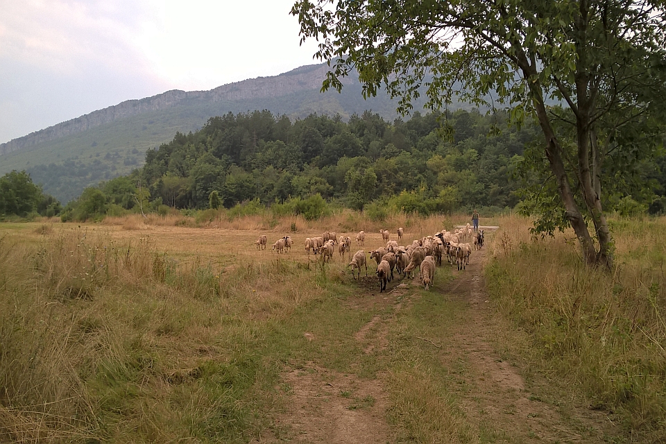 Flock Of Sheep Walks Down A Dirt Path