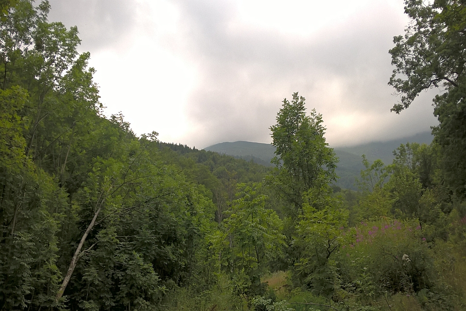 View Of A Lush Green Forest