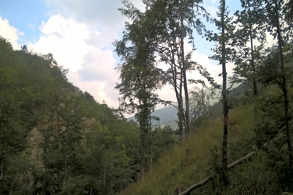 View Through Trees Of A Wooded Hillside