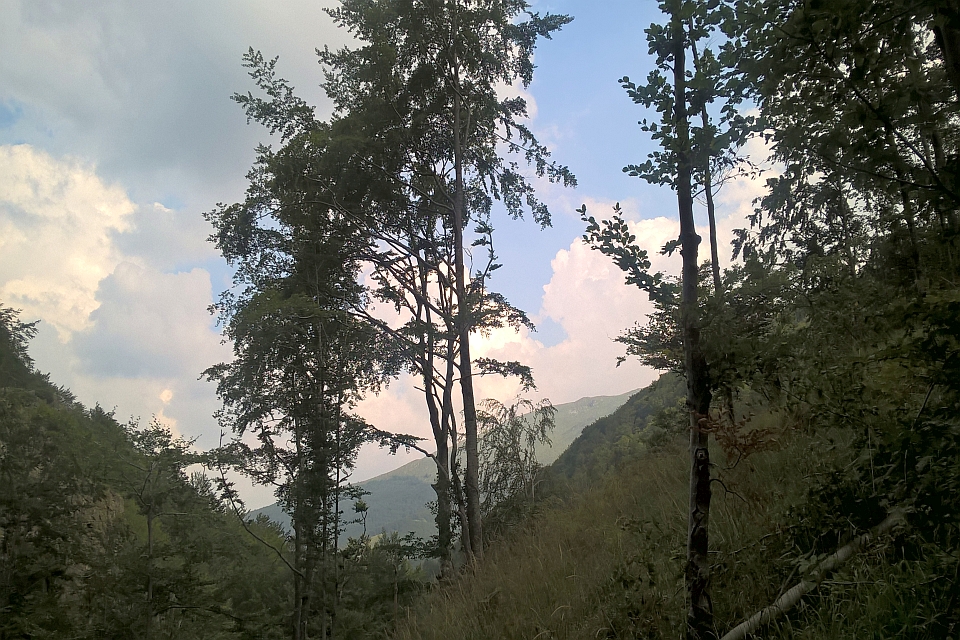 Tall Trees Frame A View Of A Mountain