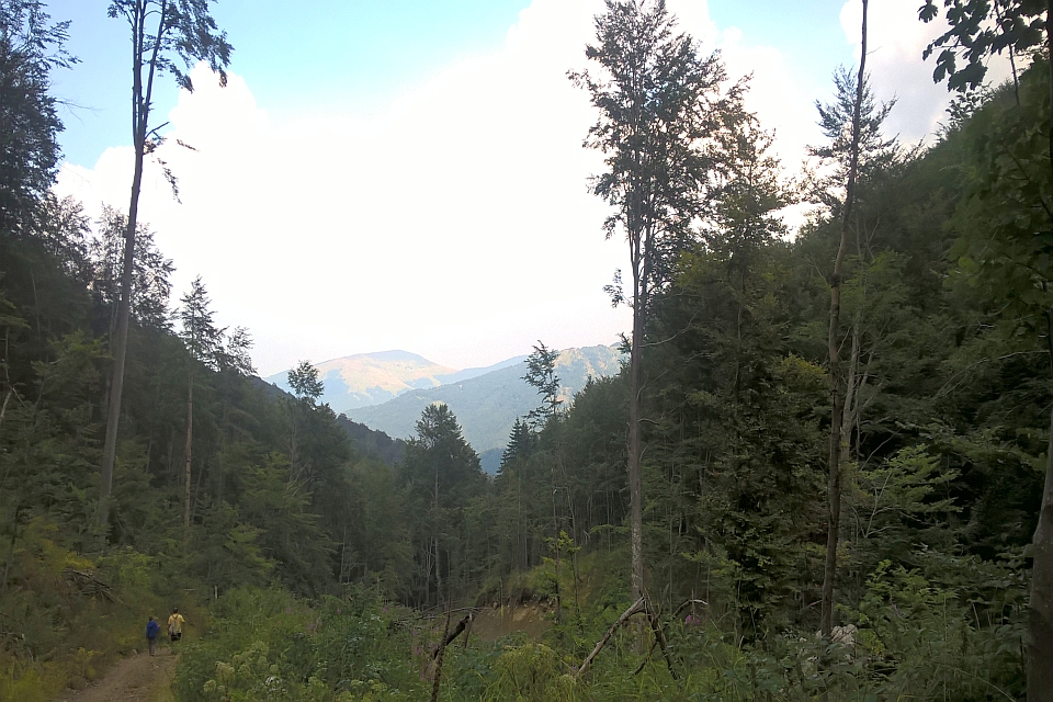 Two Hikers Walk On A Trail Through A Forest