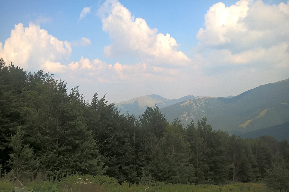 Forest In The Foreground