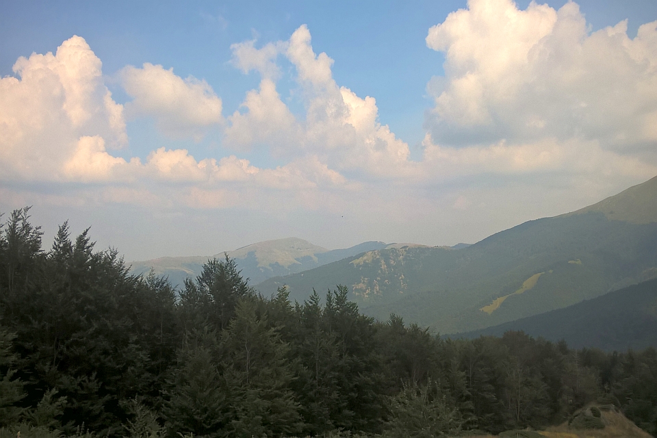 Forest Of Evergreen Trees