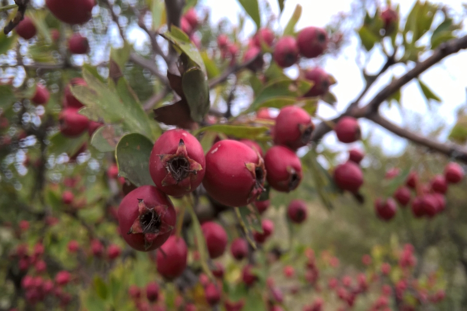 Branch Laden With Ripe