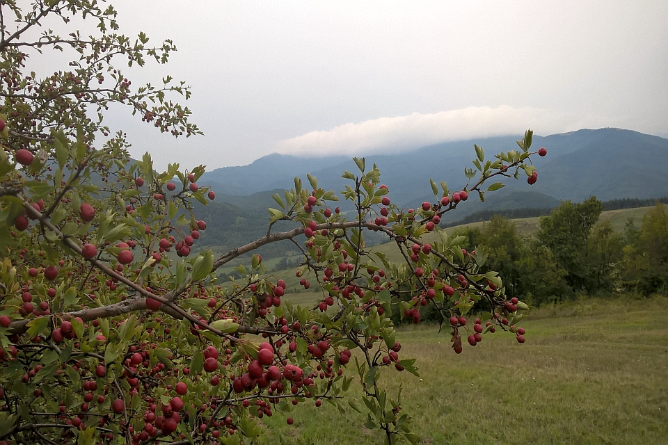 Red Berries On A Bush
