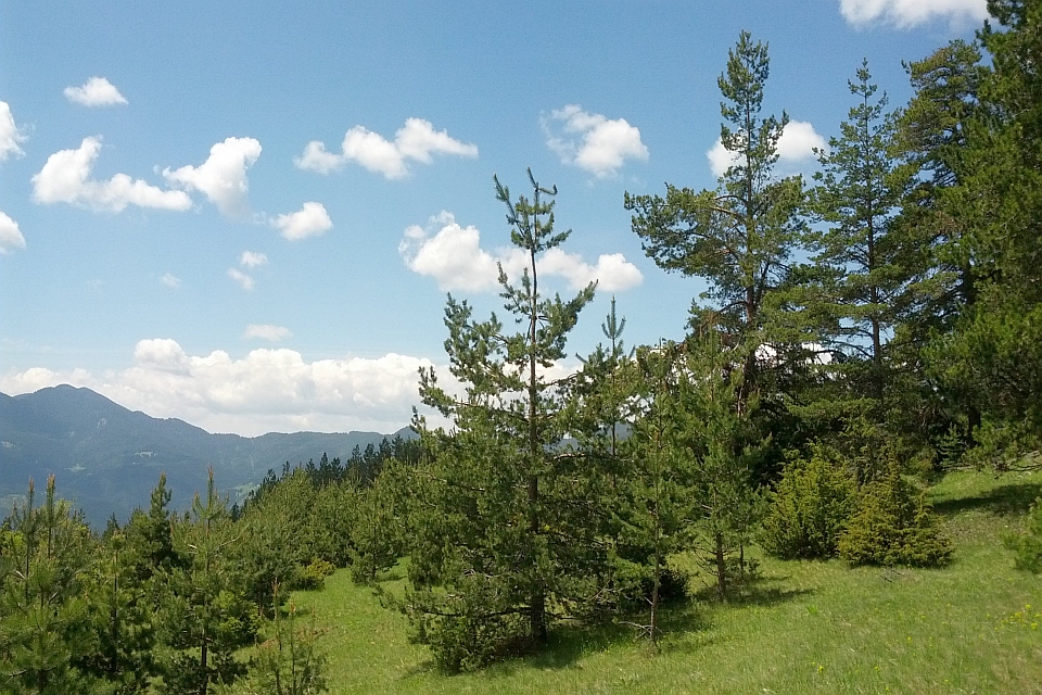 Pine Trees On A Grassy Hillside