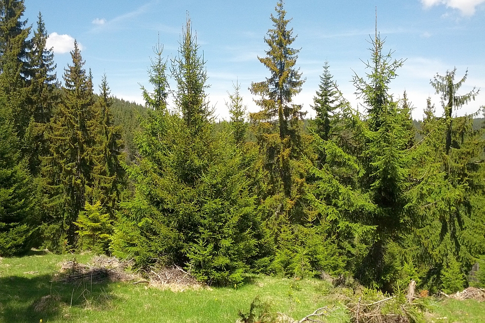 Lush Green Forest Of Tall Evergreen Trees