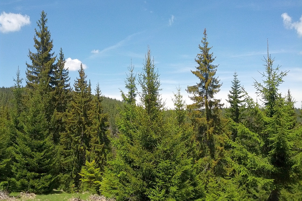 Tall Evergreen Trees