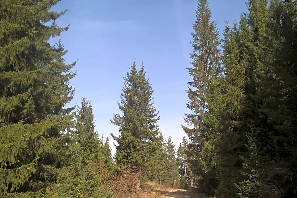 Dirt Road Winds Through A Dense Evergreen Forest