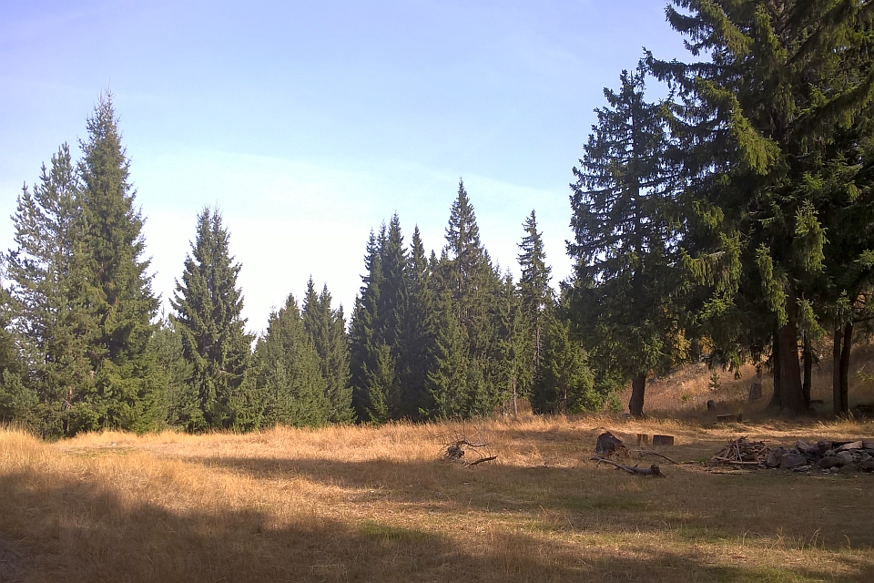 Sunny Clearing In A Coniferous Forest
