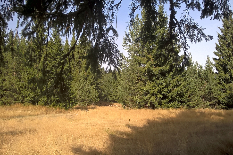 Sunny View Of A Field Of Tall Dry Grass