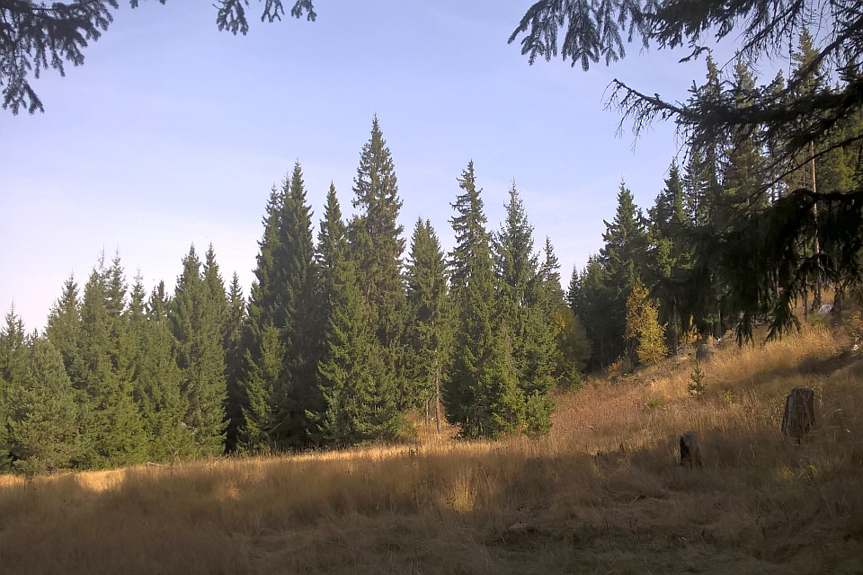 Clearing In A Coniferous Forest On A Sunny Day