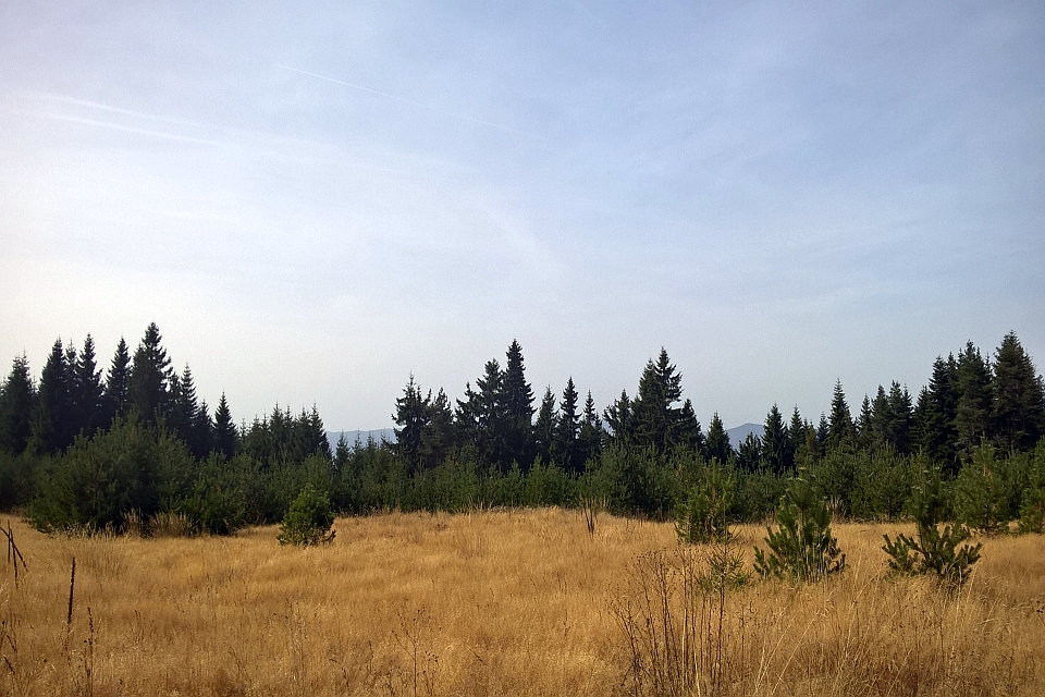 Field Of Tall Dry  Golden Grass