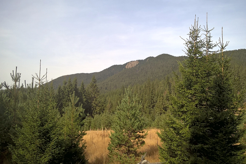 Mountain Range Covered In Evergreen Trees
