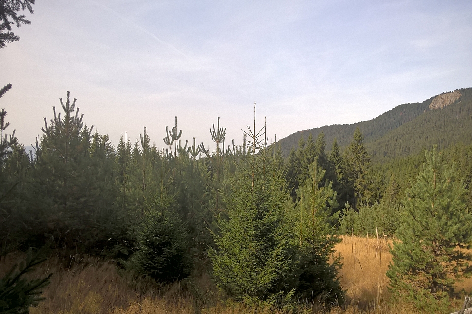 Dense Evergreen Forest With A Mountain In The Background