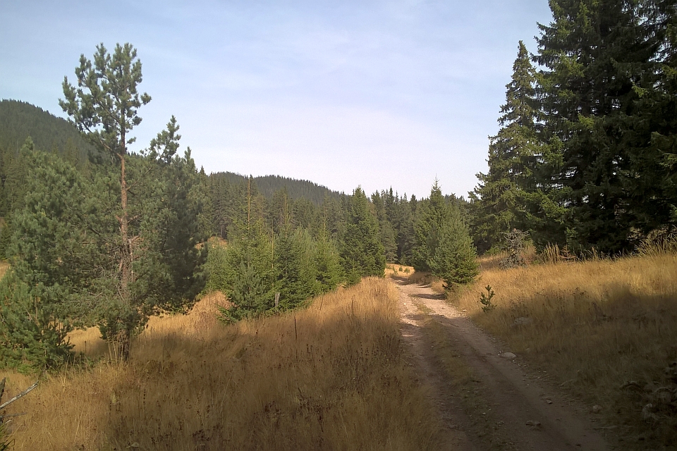 Dirt Road Through A Coniferous Forest