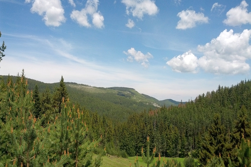 Sunny Day In A Coniferous Forest