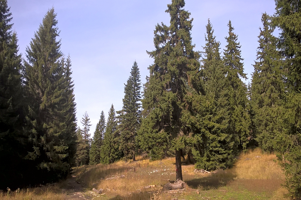 Dirt Path Winds Through A Dense Evergreen Forest