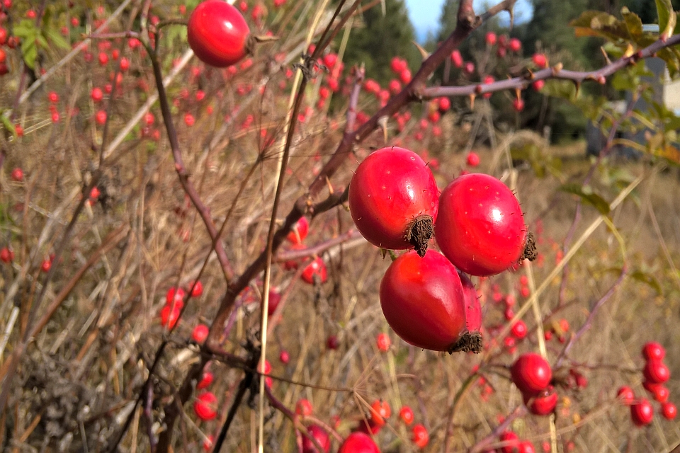 Close-Up Of Rose Hips On A Bush