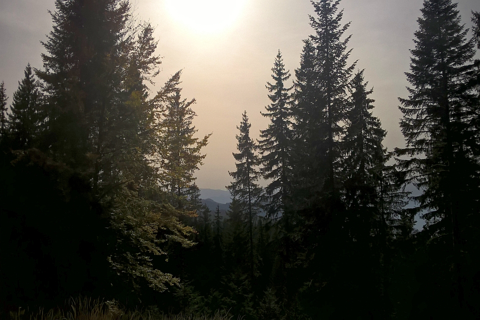 Silhouetted Tall Pine Trees In A Forest