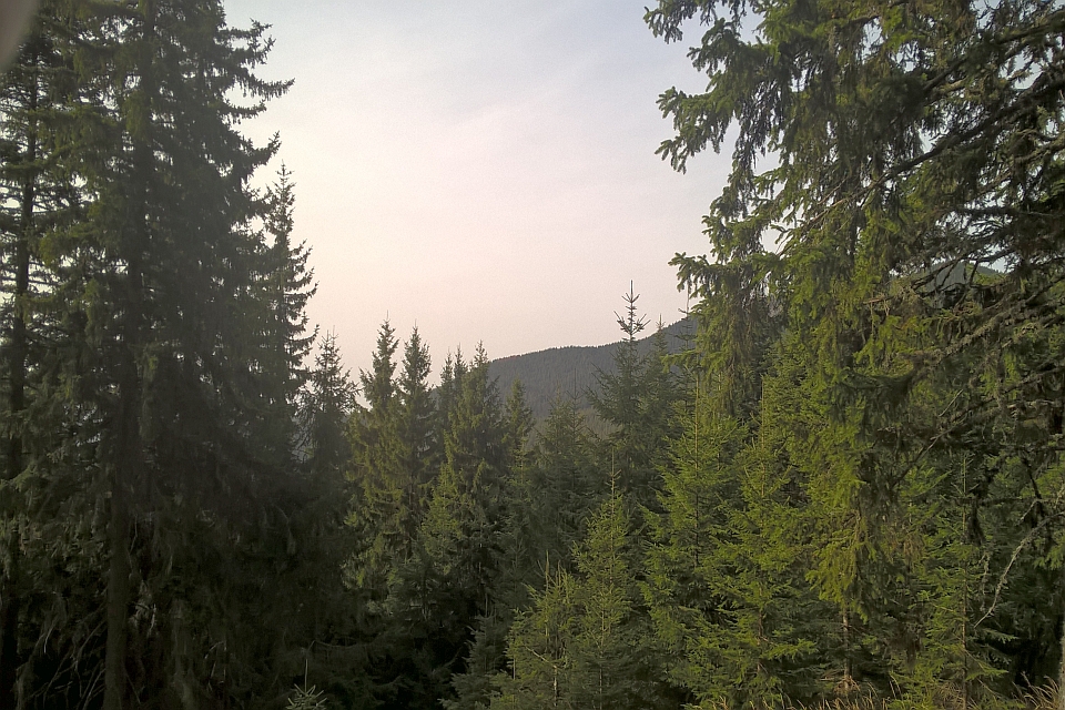 View Through Tall Evergreen Trees