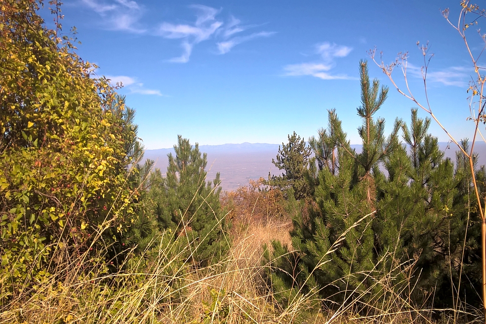Mountain View Through Trees