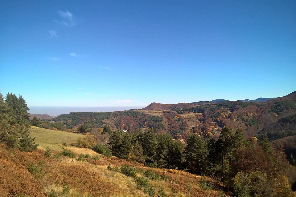 Autumnal Hillside With Evergreen