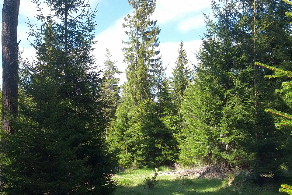 Clearing In A Dense Evergreen Forest