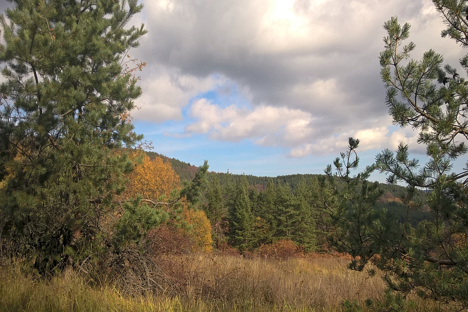 Cloudy Autumn Day In A Pine Forest