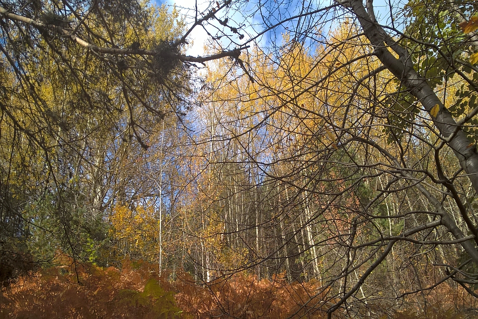 Autumnal Forest Scene With Tall Slender Trees