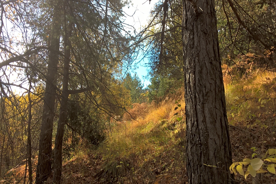 Sunlit Forest Path Winds Through Tall Trees